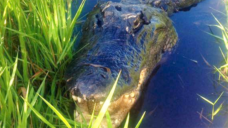 airboat ride near me